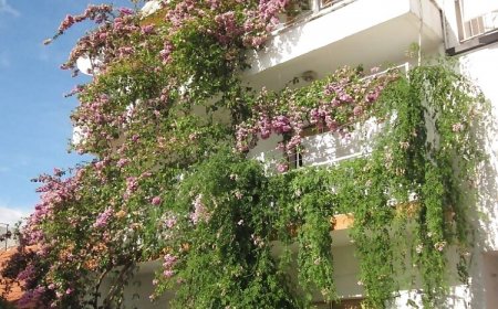 Apartman Graci Gradac