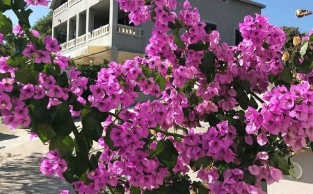 Apartmani Coloured Povlja