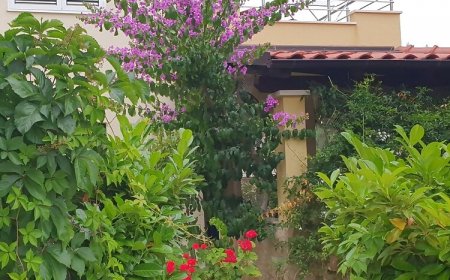 Apartman Sara uvala Osibova Milna