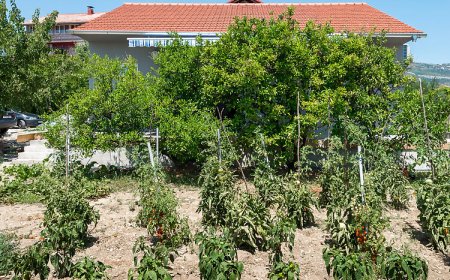 House Marin Kastel Stafilic