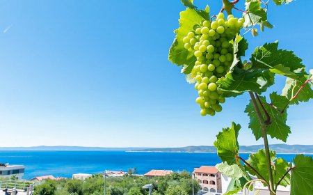 Apartmani Robert Brela