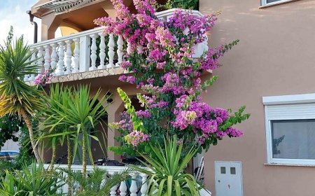 Apartmanok Alexandra Vir