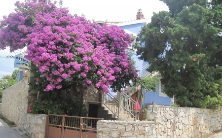 Apartman Gana Maslinica