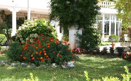 Apartmani Nikola Mlini