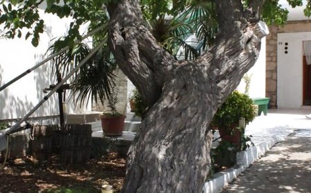 Apartmani Tonci Kali