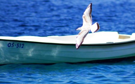 Apartments Danolic 2 Pisak