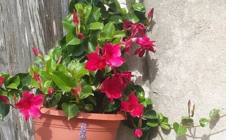 Apartments Suzana Jakisnica