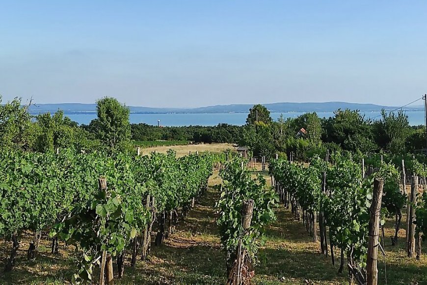 Kisház a Szőlőhegyen Balatonakali