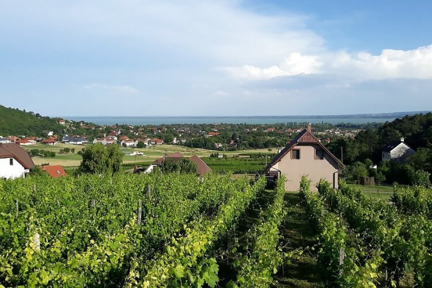 Lekics Pince és Vendégház Balatongyörök