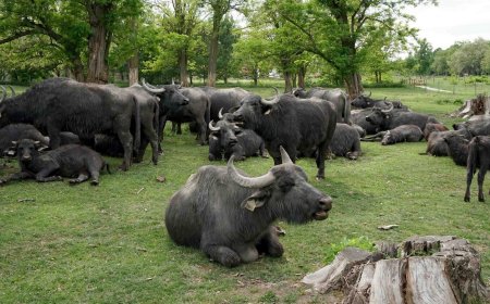 Kápolnapusztai Bivalyrezervátum